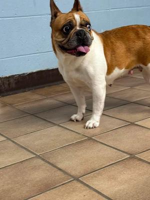 Luna, French Bulldog, adult, available for adoption