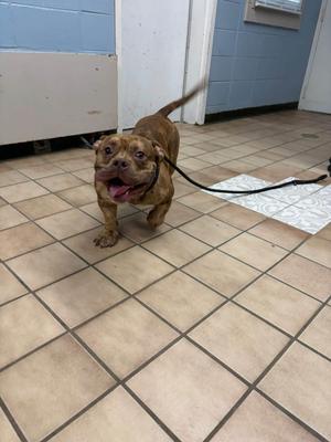 A brown dog with a black leash is walking on a tiled floor. The dog has a happy expression with its mouth open and tongue out. The background shows a blue wall and a white door.