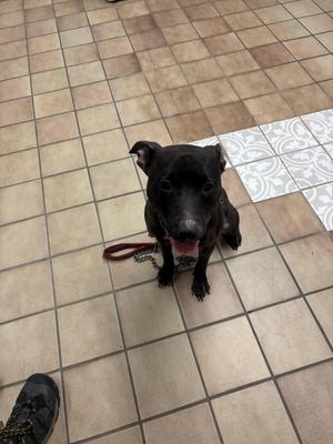 A black dog sitting on a tiled floor, looking up with its tongue out.