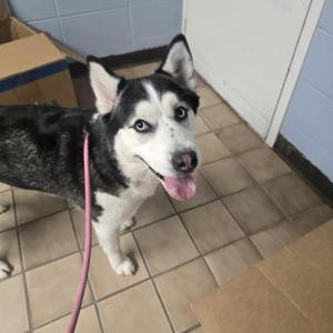 A black and white husky dog with blue eyes and a pink leash, standing on a tiled floor.