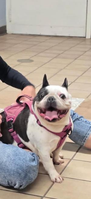 Honey, French Bulldog, adult, available for adoption