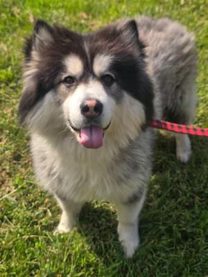 Banjo, Pomeranian / Siberian Husky, adult, available for adoption