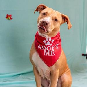 A brown dog wearing a red bandana that says "ADOPT ME" with a paw print on it, sitting in front of a light blue background.