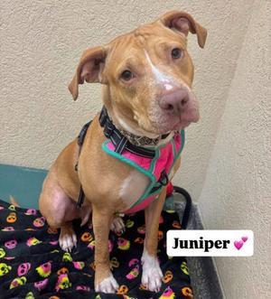 Juniper, Mixed Breed, adult, available for adoption