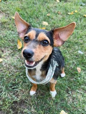 A small dog with large ears and a black, brown, and white coat is standing on grass, looking up with a happy expression.