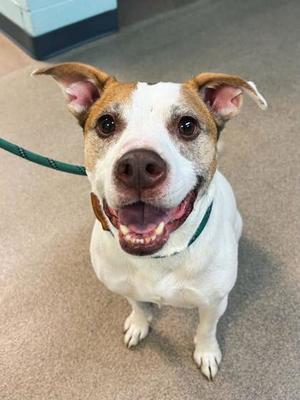 Bella, Mixed Breed, senior, available for adoption