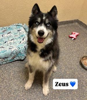 Zeus, Siberian Husky Mix, adult, available for adoption