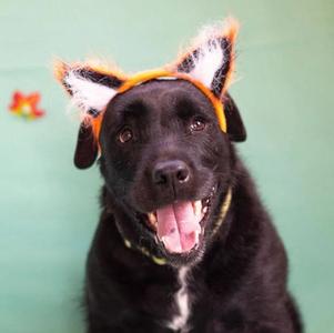 Roxie, Mixed Breed, adult, available for adoption
