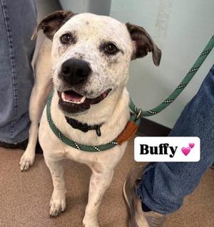 Buffy, Mixed Breed, young, available for adoption
