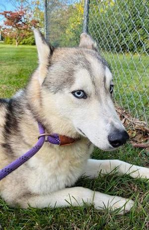 Earth, Siberian Husky Mix, young, available for adoption