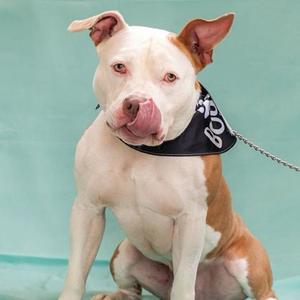 A brown and white pit bull dog sitting on a green surface, wearing a black bandana with white text, and sticking out its tongue.