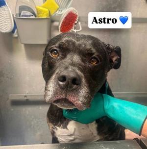 Astro, Mixed Breed, senior, available for adoption