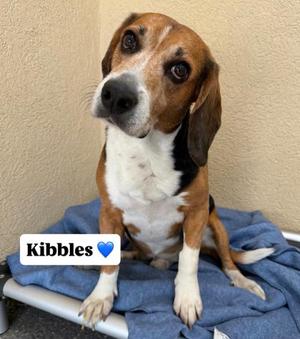 Kibbles, Mixed Breed, senior, available for adoption