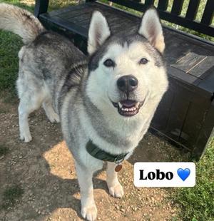 Lobo, Siberian Husky, adult, available for adoption