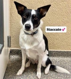 Staccato (60128299), Mixed Breed, young, available for adoption