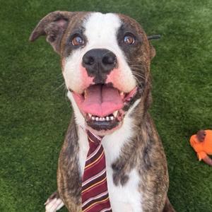 Crispix, Mixed Breed, young, available for adoption