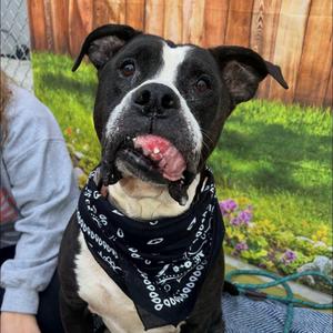 Chewbacca, Mixed Breed, adult, available for adoption