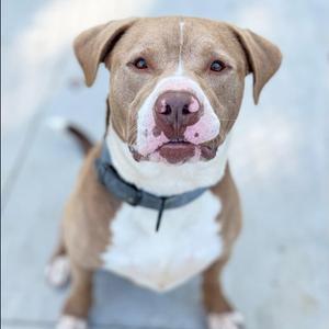 A brown and white dog with a pink nose and a black collar, sitting on a paved surface.