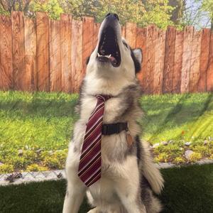 Aspen, Husky, young, available for adoption