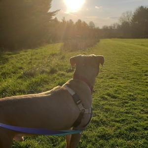 The Healthy Hearts and Paws Project