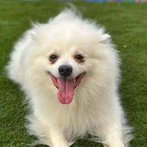 Cloud, Pomeranian, adult, available for adoption