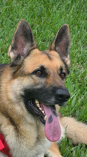 THOR1, German Shepherd Dog, young, available for adoption