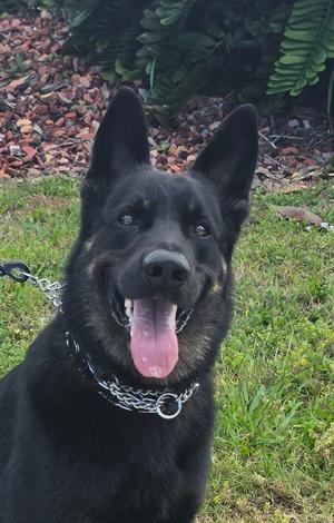 A black and tan German Shepherd dog with its tongue out and wearing a chain collar, sitting outdoors on grass.