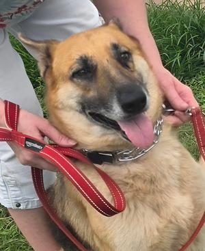 CASSIE, German Shepherd Dog, adult, available for adoption