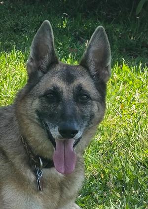 ANGEL, German Shepherd Dog, adult, available for adoption