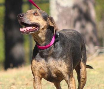 Jeb, Coonhound / Mixed Breed, senior, available for adoption