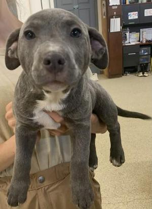 Hansel, Pit Bull Terrier / Mixed Breed, young, available for adoption