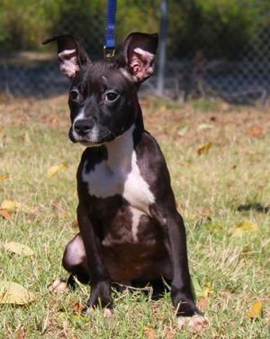 INDY, Boxer / Mixed Breed, young, available for adoption