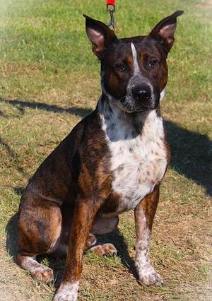 Buster Brown, Cattle Dog / Mixed Breed, adult, available for adoption