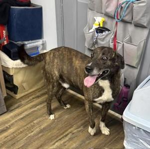 Dean, Labrador Retriever / Mixed Breed, adult, available for adoption