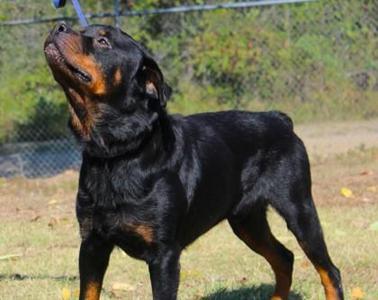 Hank Jr., Rottweiler / Mixed Breed, adult, available for adoption