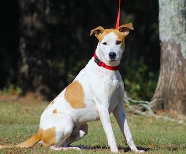 Gust, Hound / Mixed Breed, adult, available for adoption