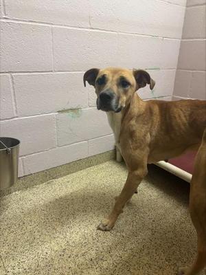 Lady, Terrier / Mixed Breed, adult, available for adoption