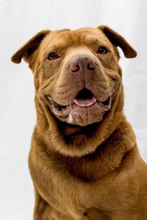 Brutus, Labrador Retriever / Mixed Breed, adult, available for adoption
