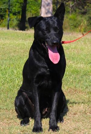 Laika, Shepherd / Mixed Breed, adult, available for adoption