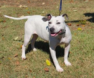 Cookie, Pit Bull Terrier / Mixed Breed, adult, available for adoption