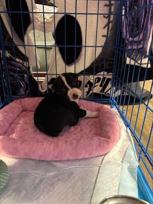 Dude, Boxer / Mixed Breed, puppy, available for adoption