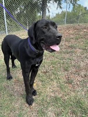 A black dog standing on grass with a purple leash, its tongue out and looking to the side.