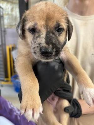 Howard, Retriever / Mixed Breed, puppy, available for adoption