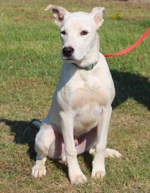 Kolby, Terrier / Mixed Breed, adult, available for adoption