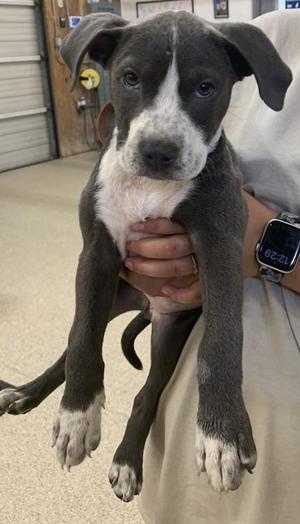 BREEZY MAE, Pit Bull Terrier / Mixed Breed, young, available for adoption