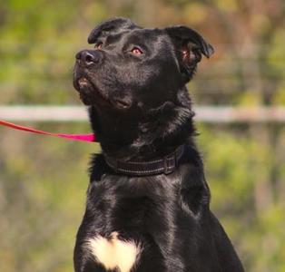 Chief, Shepherd / Mixed Breed, adult, available for adoption