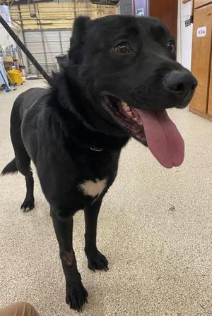 Chief, Shepherd / Mixed Breed, adult, available for adoption
