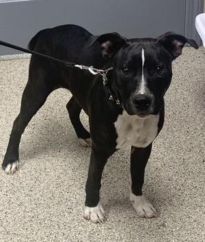 Dennis, Pit Bull Terrier / Parson Russell Terrier, adult, available for adoption