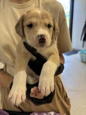 Leonard, Retriever / Mixed Breed, puppy, available for adoption