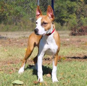 A brown and white dog standing on grass, wearing a red collar.